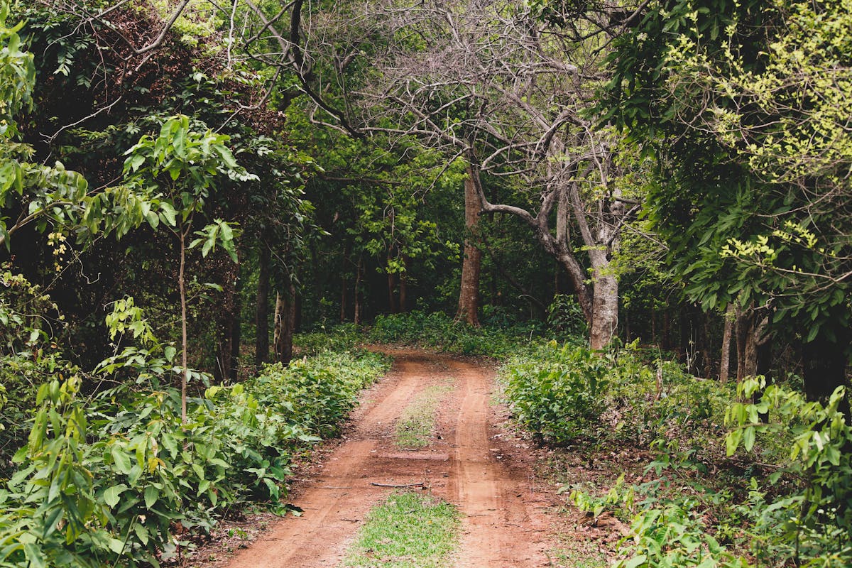 Sunabeda Wildlife Sanctuary - Koraput Tourism